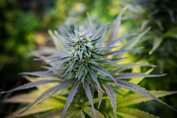 Naklejka na ściany i meble Cannabis Live Flower - Strain: Lemon Kush