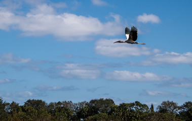 Beautiful Australian Ibis in flight over trees