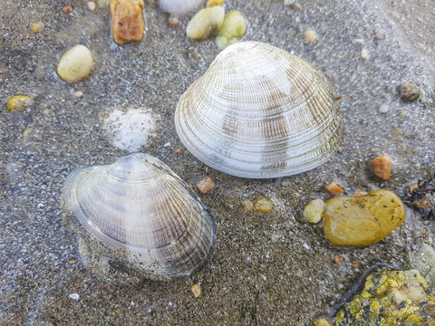 Fine clam or cross-cut carpet shell