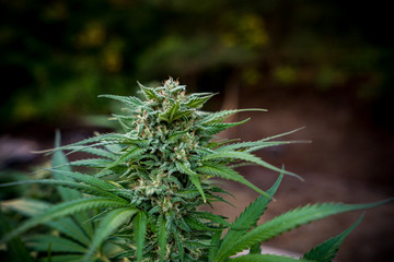 Cannabis Live Plant - Strain: LSD