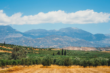 Fototapeta na wymiar Olive fields on Crete Island in Greece, Cretan landscape