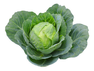 Cabbage isolated on white