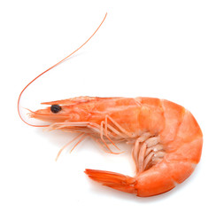 Boiled shrimp isolated on white