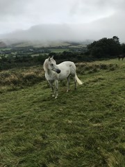 Connemara Pony in Misty field 