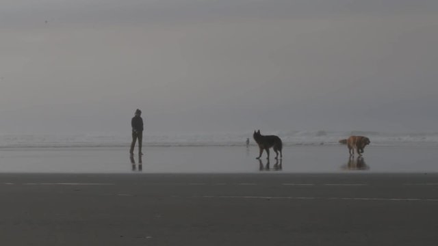 Girl and Dogs walking on beach