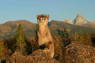 Fotobehang Puma © Ronnie Howard