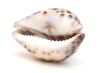 seashell isolated on white background