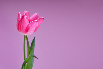 Spring Pink Tulip on Purple Background