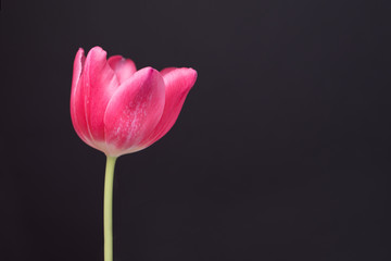 Spring Pink Tulip on dark Background