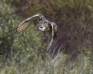 Turkmenian Eagle Owl