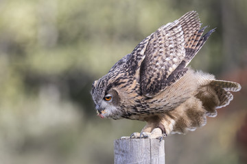Turkmenian Eagle Owl