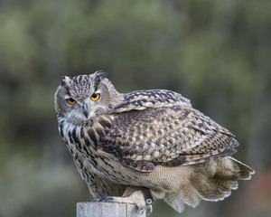 Turkmenian Eagle Owl