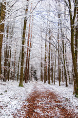 Naklejka premium schneebedeckter Waldweg