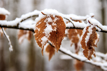verschneites Buchenlaub