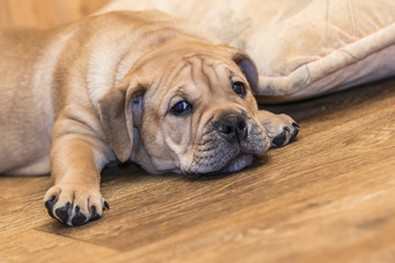 Ca de Bou (Mallorquin Mastiff) puppy dog