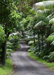 Rainforest lane, Lord Howe Island World Heritage site