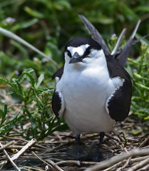 Sooty tern resting on the sand in a breeding colony. Lord Howe Island.