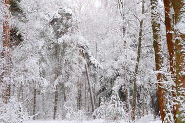 Bright winter forest.