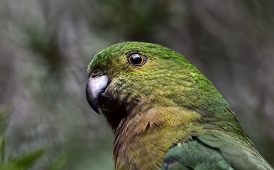 Beautiful female Australian King Parrot close-up