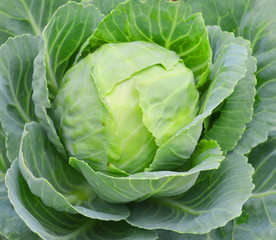 Obraz premium head of cabbage