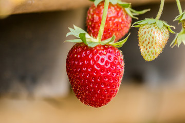 Strawberries on a strawberry plant on a strawberry plantation.