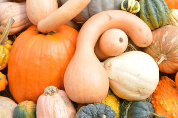 Autumn halloween pumpkins