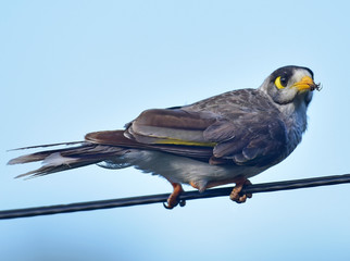 Australian Noisy Miner eating a spider