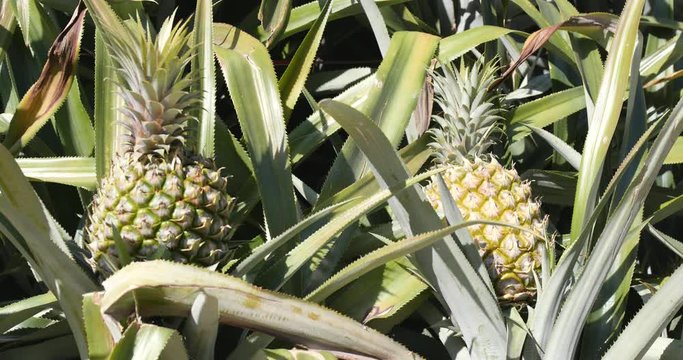 Pineapple farm field
