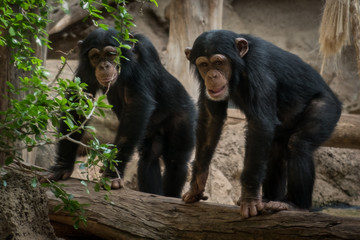 two monkeys in zoo - two chimpanzee monkeys outdoor
