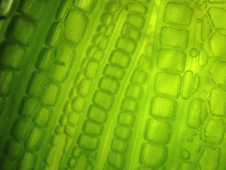 zoom microorganism algae cell - 190457791