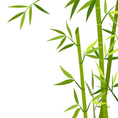 Obraz premium Green bamboo isolated on white background