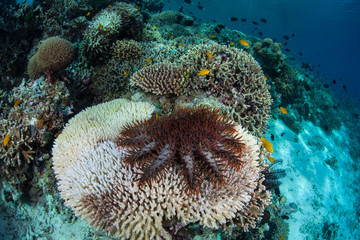 Crown of Thorns Starfish Feeding on Coral Colony