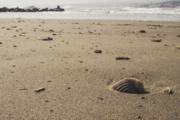 Fototapeta na wymiar Shell. A shell on the beach in a storm. 