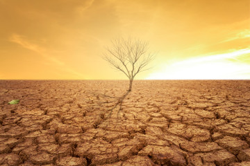 Drought land and hot weather and dry tree