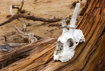 A skull of an animal on a dead tree, an idol for worship. The background of a drought is the earth. Primitive ritual.