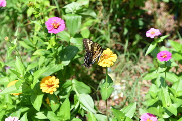 Butterfly,Flowers,Nature,Garden,Insect