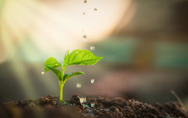 Watering plants, macro, concept