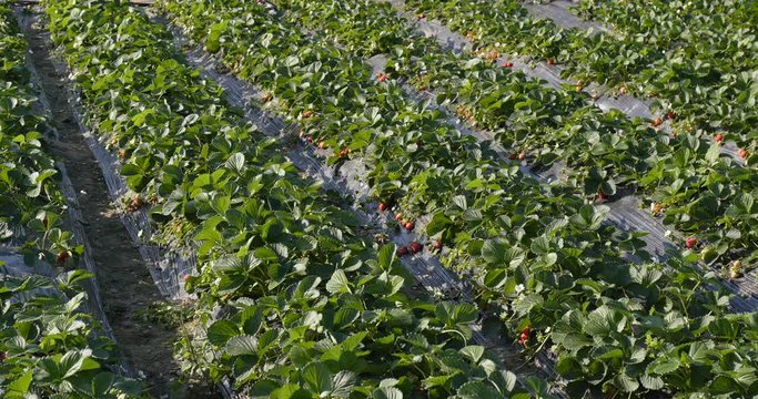 Fresh strawberry field