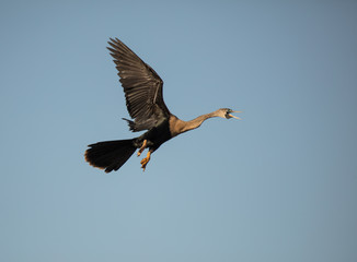 anhinga taking flight in pursuit of mate