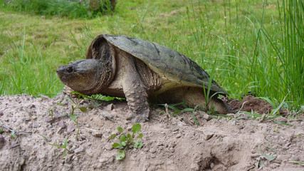 Snapping Turtle Laying Eggs in Pennsylvania