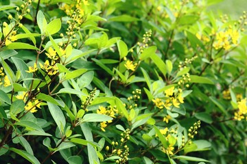 Obraz premium Galphimia, Gold Shower flowers