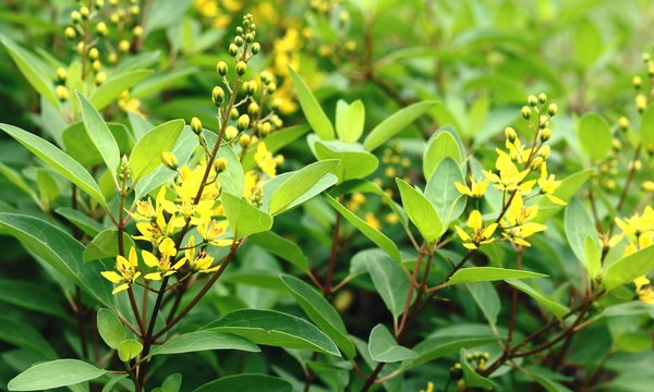 Galphimia, Gold Shower flowers