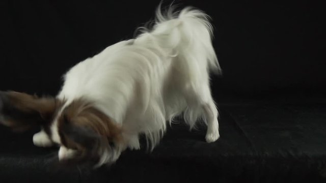 Beautiful young male dog Continental Toy Spaniel Papillon is funny jumping on black background slow motion stock footage video