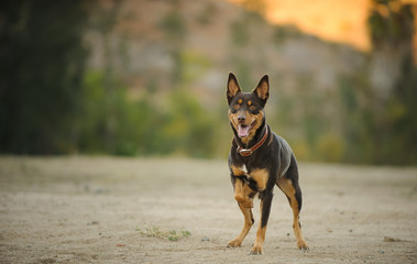 Australian Kelpie standing in open field with one paw up
