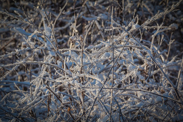 Frozen Branches In The Snow