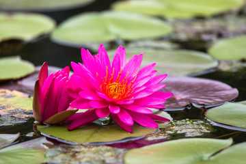 red water lily on water