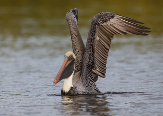 Brown Pelican taking flight from a lagoon - Fort De Soto Park, Florida