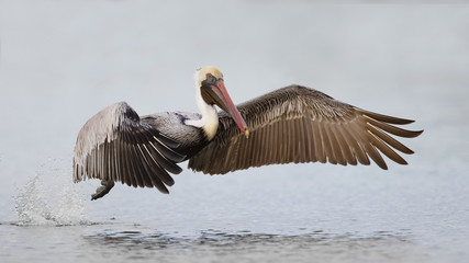 Brown Pelican taking flight from a lagoon - Fort De Soto Park, Florida