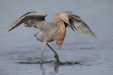 Reddish Egret (Egretta rufescent) forming a canopy with its wings as it stalks a fish - Pinellas County, Florida 