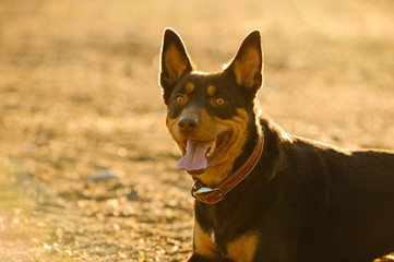 Australian Kelpie dog outdoor portrait in nature